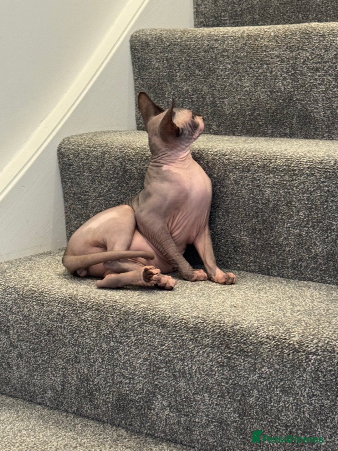 Sphynx cats for sale: Canadian Sphynx male  - Advert 6