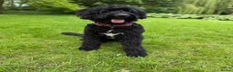 Bernedoodle dogs for sale: Loving Forever Home Needed  - Advert 3
