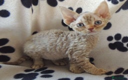 Devon Rex cats for sale: Beautiful Devon Rex Kittens - GCCF registered - Image 13