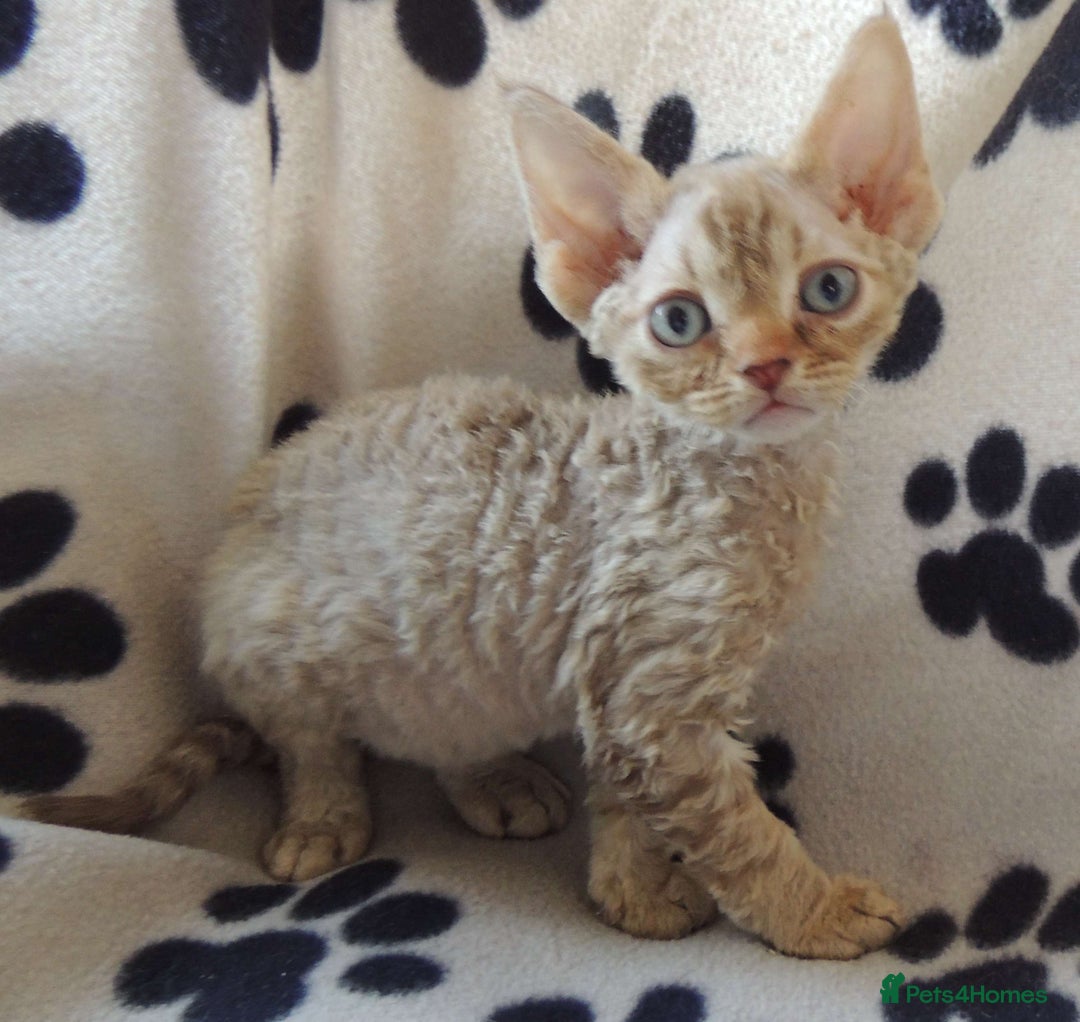 Devon Rex cats for sale: Beautiful Devon Rex Kittens - GCCF registered - Image 13