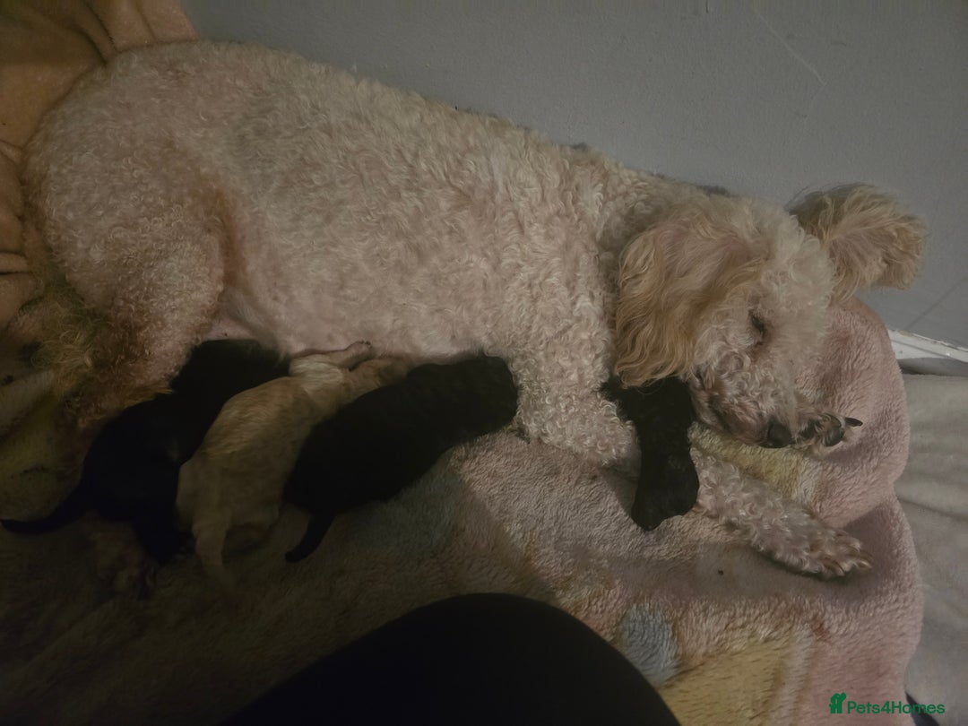 Mixed Breed dogs for sale: Poodles cross patterdale boy pupies - Advert 2