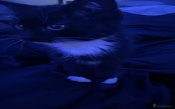 Mixed Breed cats for sale: 3 kittens for sale in Bradford - Image 5