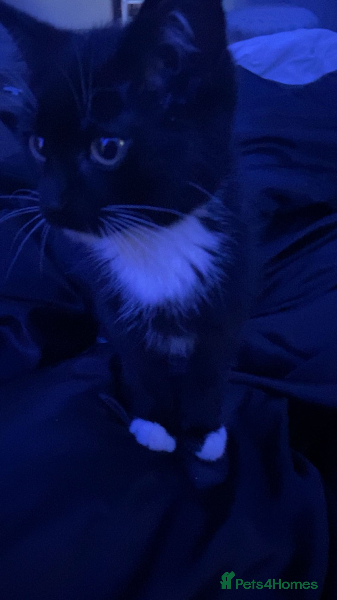 Mixed Breed cats for sale: 3 kittens for sale in Bradford - Image 5