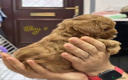 Shihpoo dogs for sale: 🐾 Toy Poodle x Shihpoo Puppies for Sale - Image 13