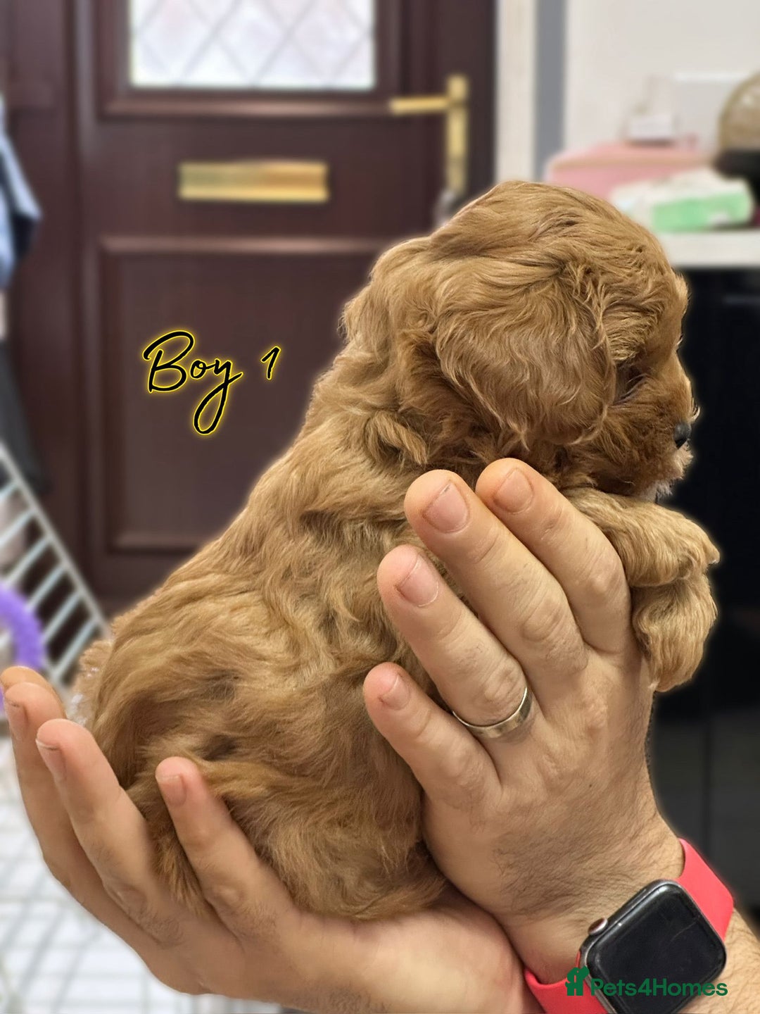 Shihpoo dogs for sale: 🐾 Toy Poodle x Shihpoo Puppies for Sale - Image 13