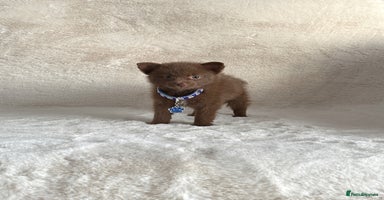 Pomsky dogs - Advert 1