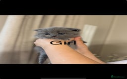 British Shorthair cats for sale: British shorthair kittens  - Image 9