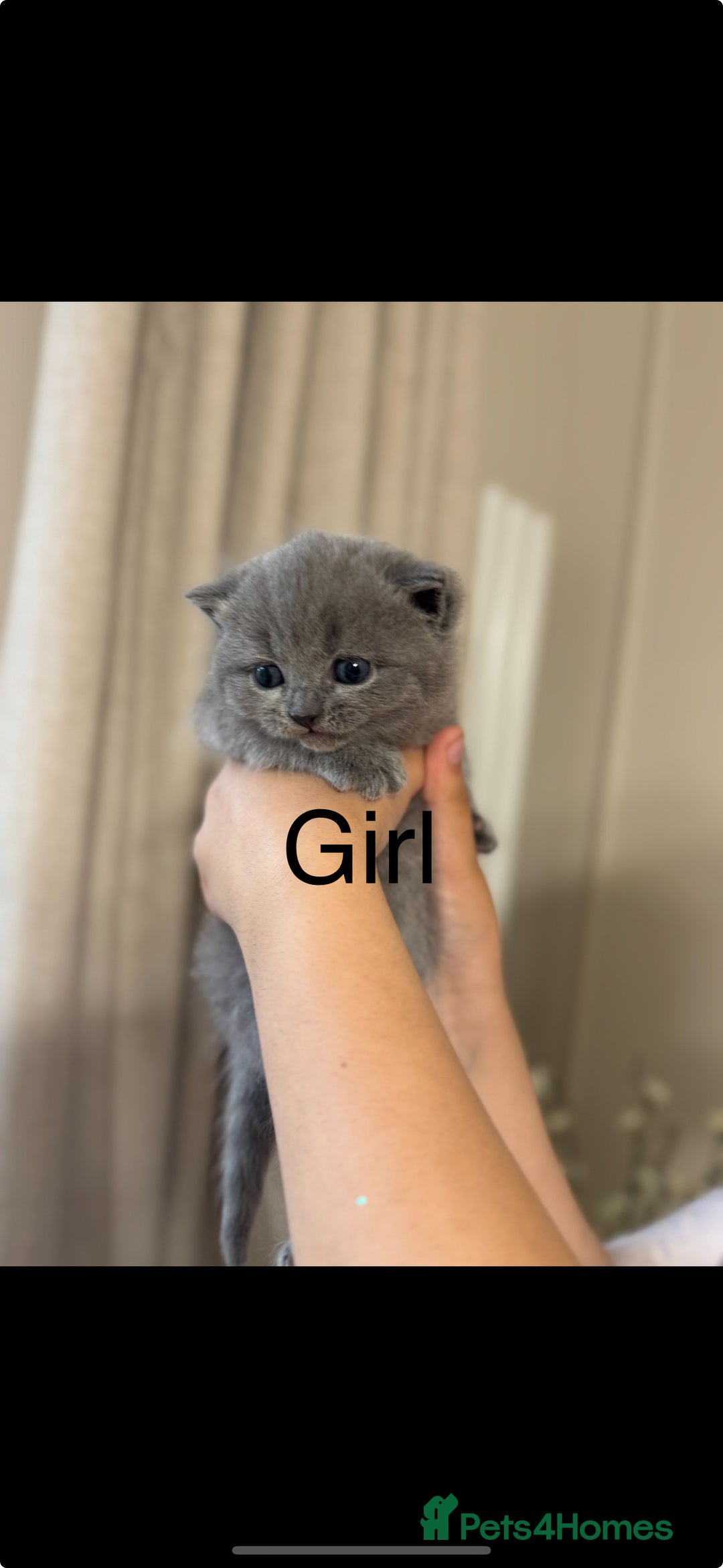 British Shorthair cats for sale: British shorthair kittens  - Image 9