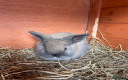 Mini Lop rabbits for sale: Pure Bred Mini Lop Bunnies  - Image 10