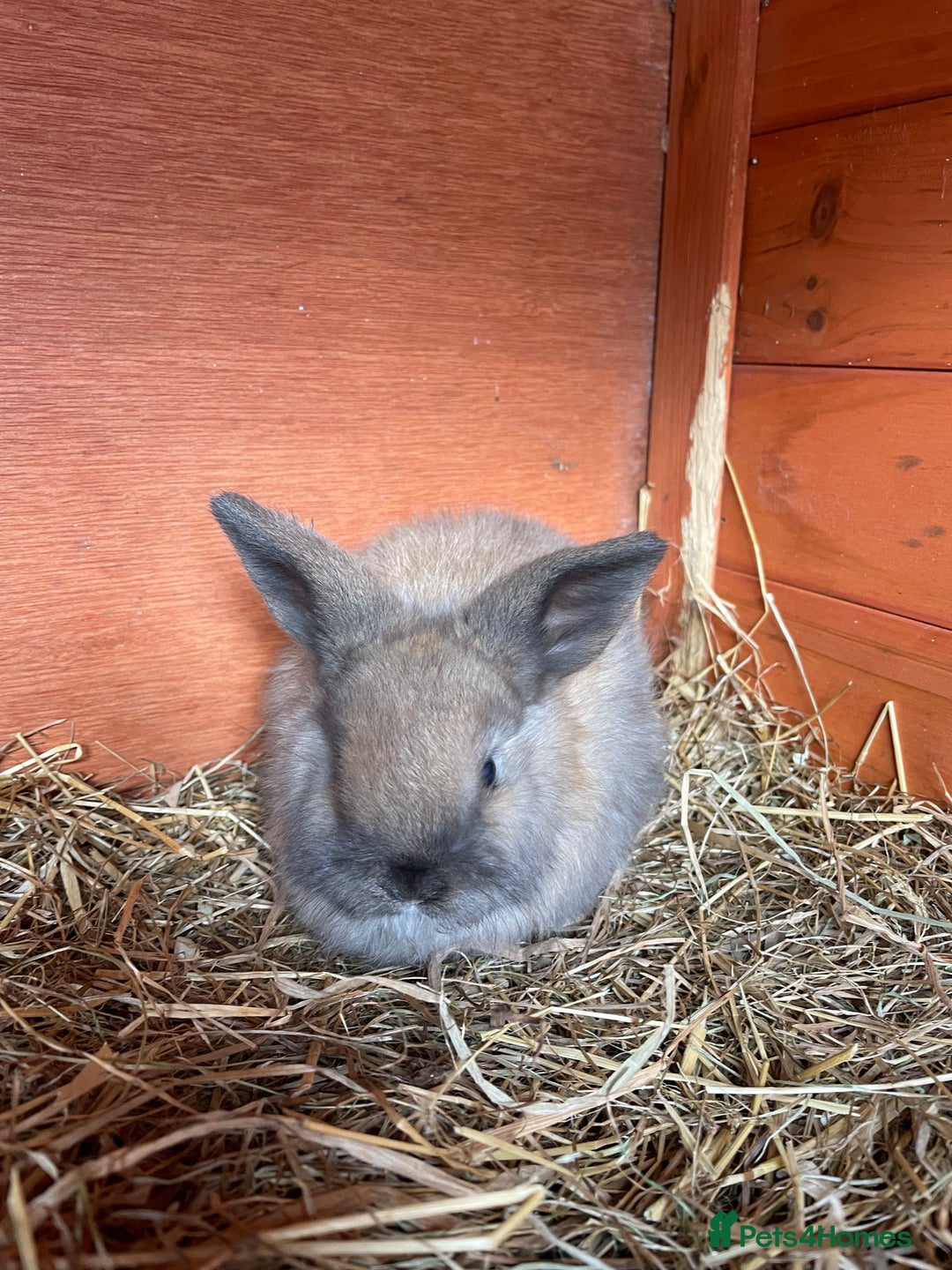 Mini Lop rabbits for sale: Pure Bred Mini Lop Bunnies  - Image 10