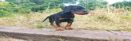Dobermann dogs for sale: Mr Blue- A truly Free Range Doberman - Advert 35