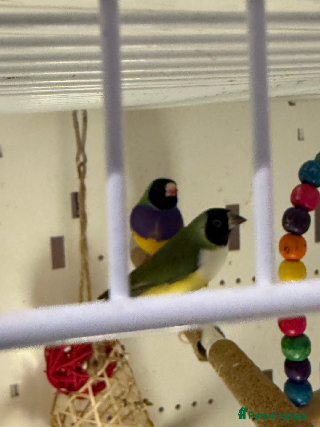 Finches birds for sale: gouildan finches available Runcorn  - Image 6