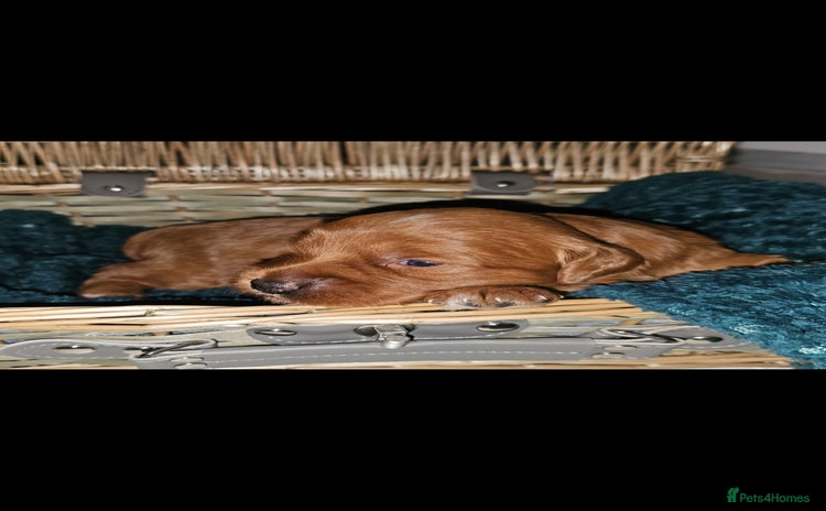 Mini Goldendoodle dogs - Advert 8