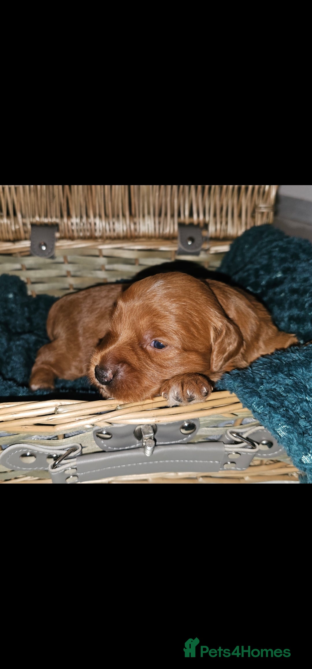 Mini Goldendoodle dogs for sale: 🌟  F1 Red Goldendoodle pup 1 FEMALE AVAILABLE  R - Image 1