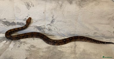 Boa Snake reptiles Baby Boa Constrictor  - Advert 3