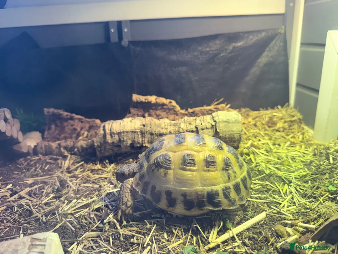 Tortoise reptiles for sale: Horsfield Tortoise and full set up - Advert 4