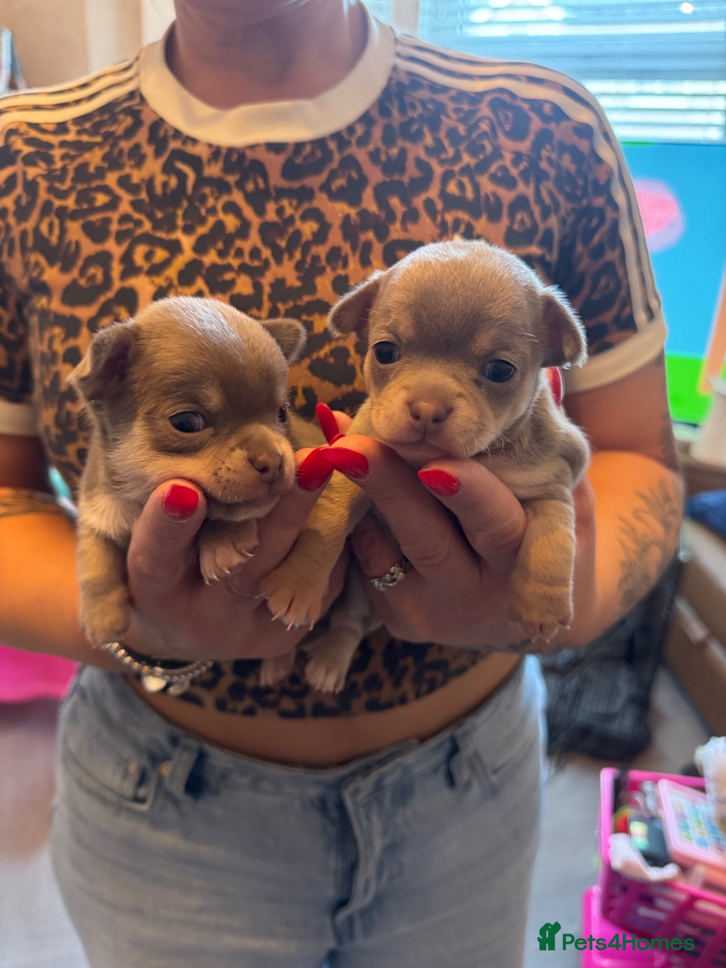 Chihuahua dogs 🐶Stunning KC Registered Chihuahua puppies 🐶  - Advert 1