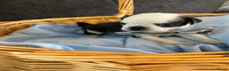 Pug dogs for sale: Unique pug puppies in Swanley - Advert 12