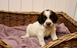 English Springer Spaniel dogs for sale: Working Bred Springer Spaniel Puppies For Sale.  - Image 9