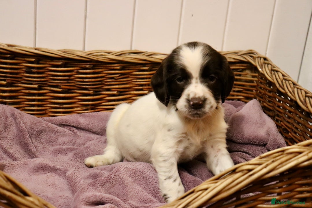 English Springer Spaniel dogs for sale: Working Bred Springer Spaniel Puppies For Sale.  - Image 9