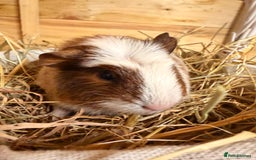 Guinea Pig rodents for sale: 3 baby guinea pigs  - Image 5