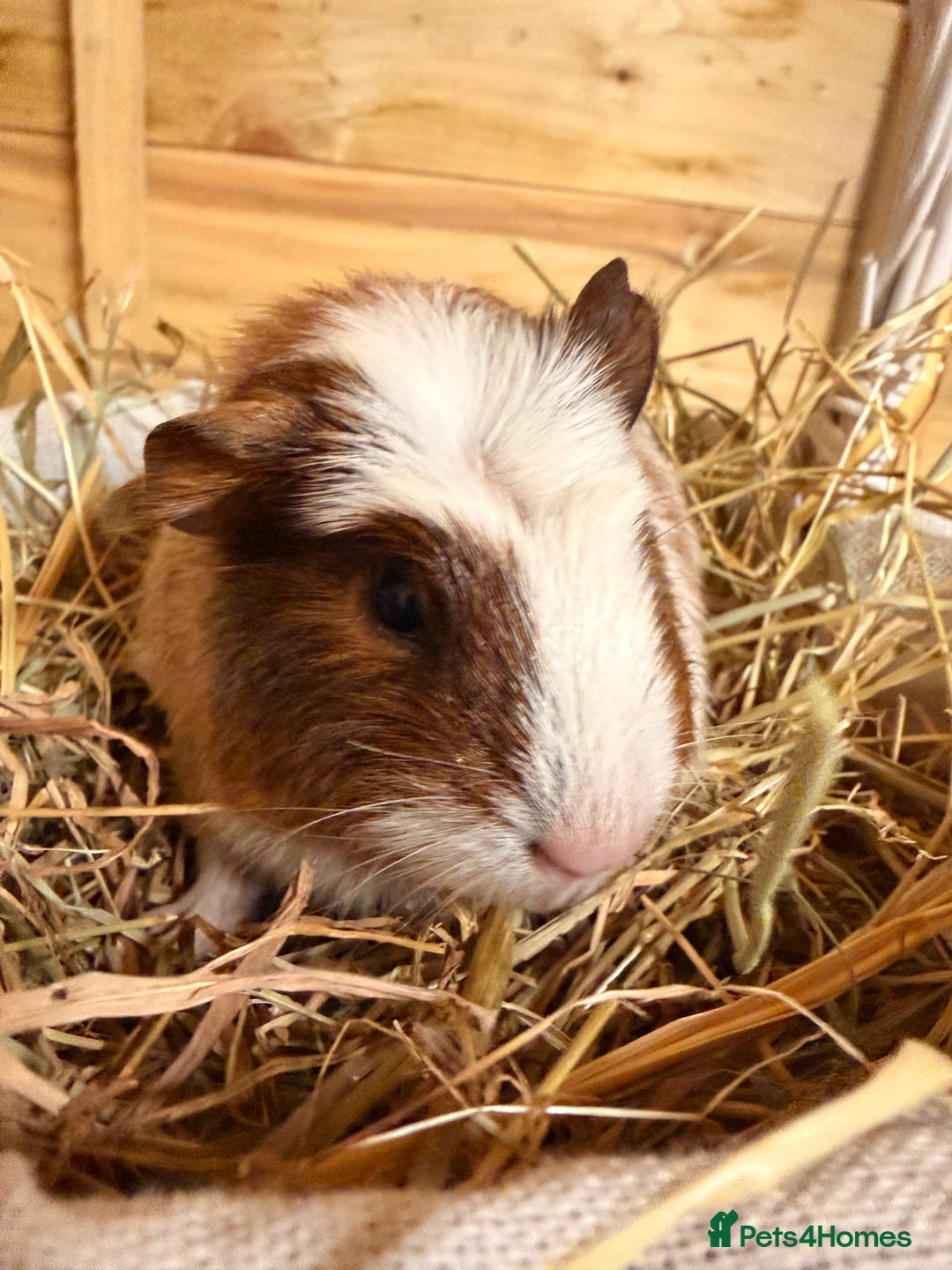 Guinea Pig rodents for sale: 3 baby guinea pigs  - Image 5