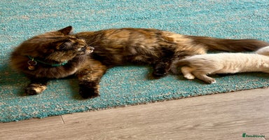 British Longhair cats - Advert 1