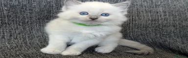 Green collar