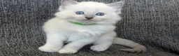 Ragdoll cats for sale: GCCF REGISTERED RAGDOLL KITTENS - Advert 18