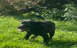 Labrador Retriever dogs for sale: Black Labrador Retriever Puppies - Image 4
