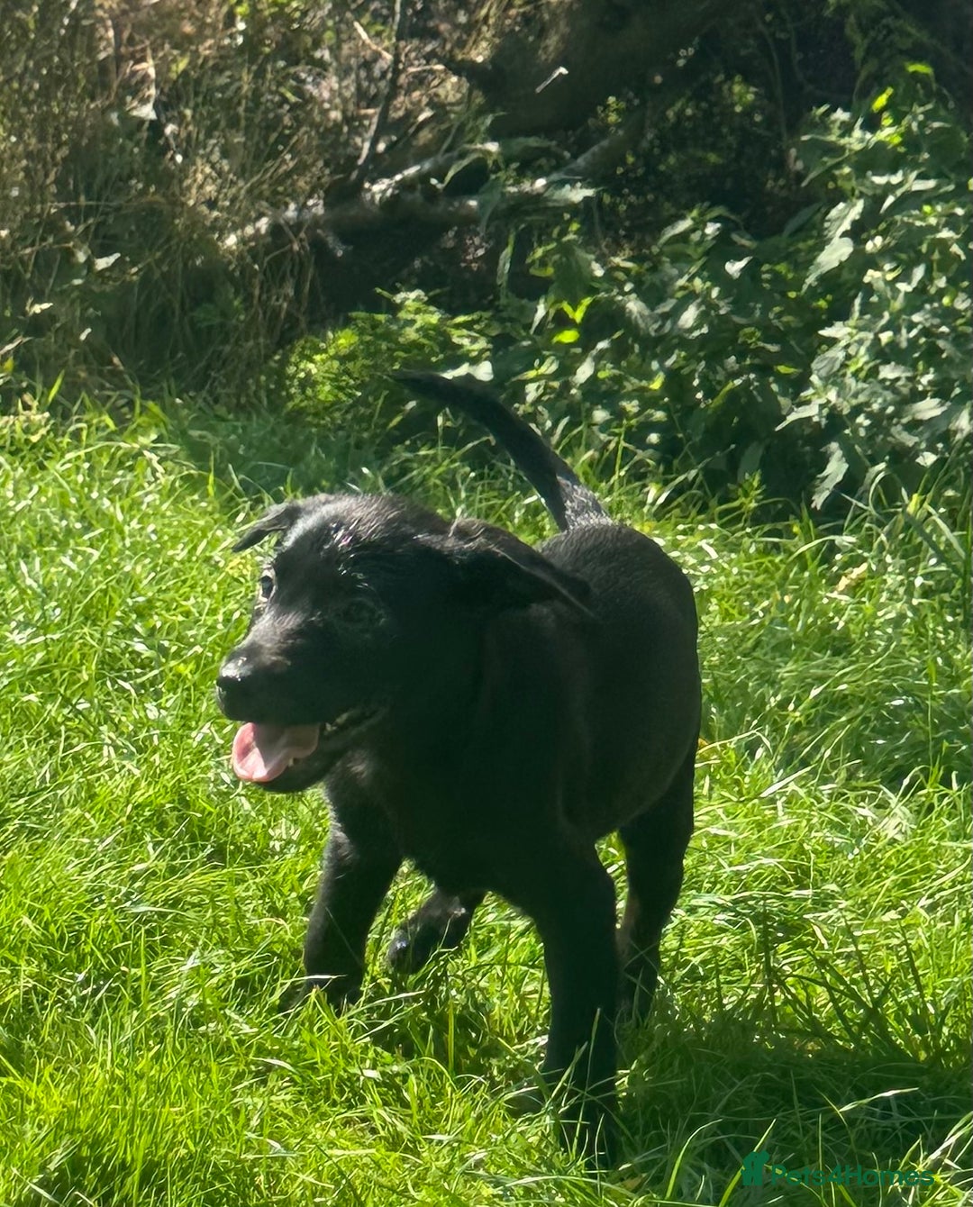 Labrador Retriever dogs for sale: Black Labrador Retriever Puppies - Image 4