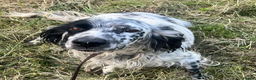 English Setter dogs for adoption: Korro - Advert 3
