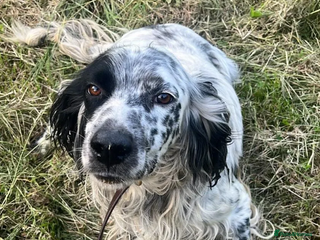 English Setter dogs - Advert 2