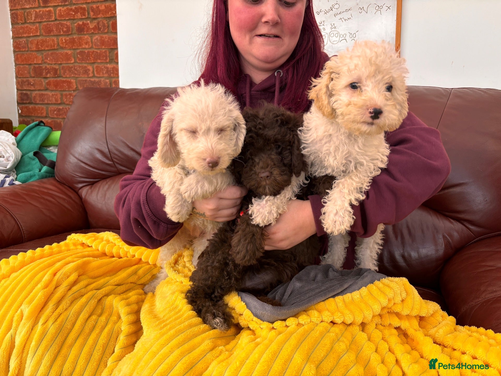 Mixed Breed dogs Border Terrier X Miniature Poodle puppies  - Advert 1