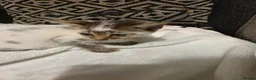 Mixed Breed cats for sale: 7 kittens for sale - Advert 20