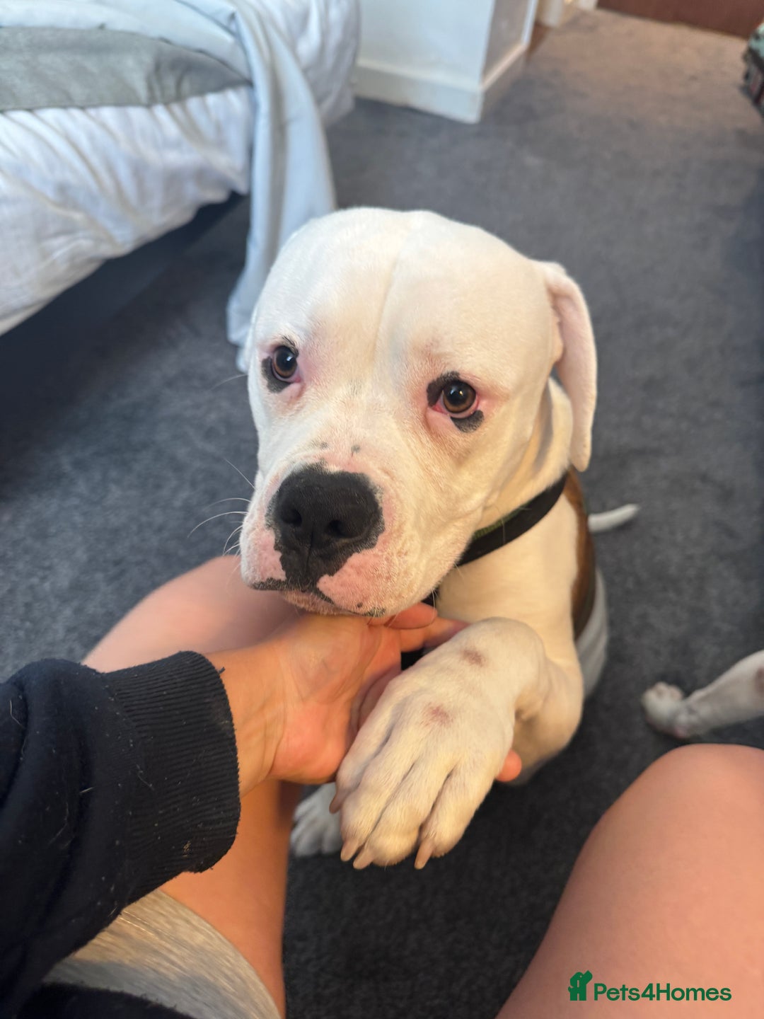 American Bull Staffy dogs for sale: Male bulldog - Image 5