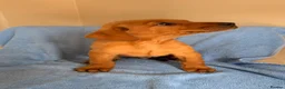 Labrador Retriever dogs for sale: 7 red fox Labrador puppies  - Advert 5