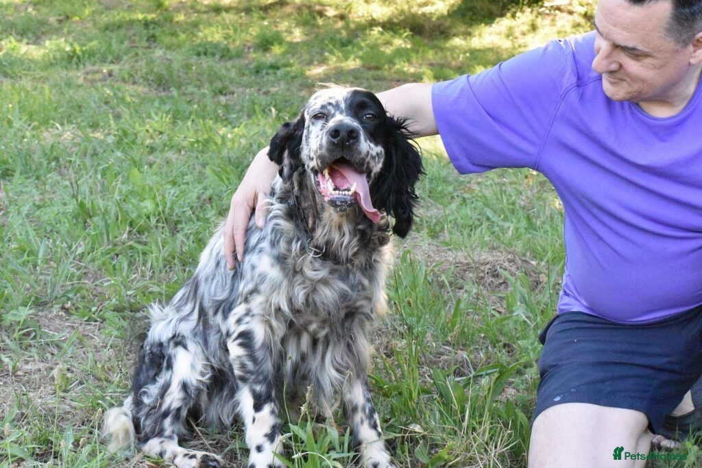 English Setter dogs Bomer - Advert 1