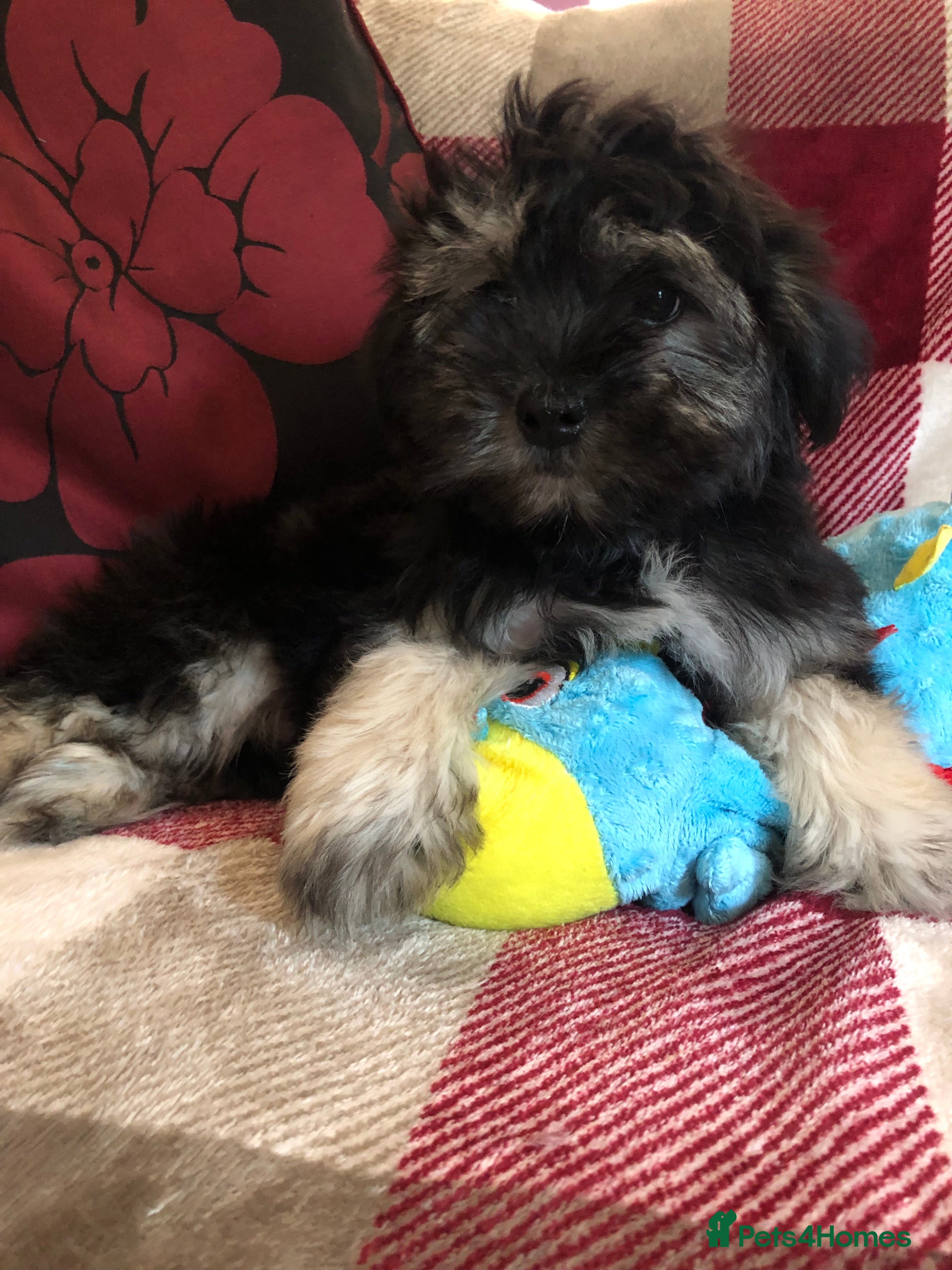 Shihpoo dogs shihpoo puppies for sale  - Advert 2