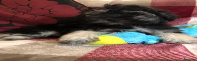 Shihpoo 4