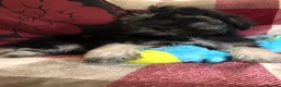 Shihpoo dogs for sale: shihpoo puppies for sale  - Advert 2
