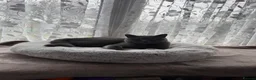 British Shorthair cats for sale: Beautiful Champion Bloodlined BSH kittens. - Advert 32