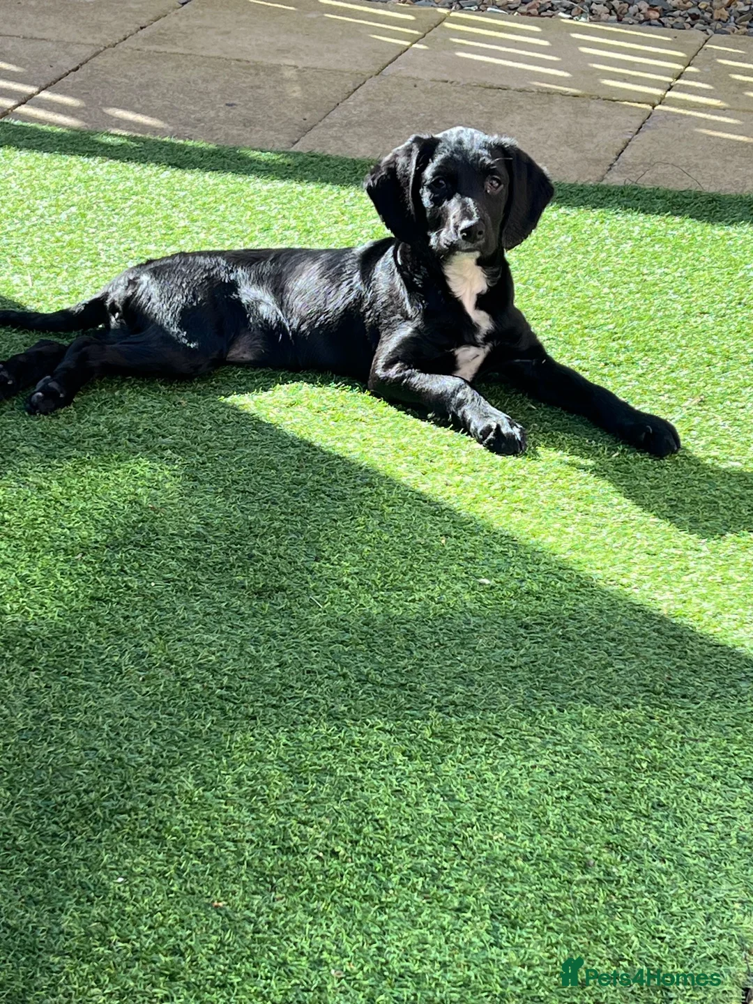 Springador dogs for sale: I’m a springerdor in Hull - Advert 2