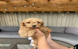 Cavapoochon dogs for sale: 5* Gorgeous F1b Cavapoochons - Image 16