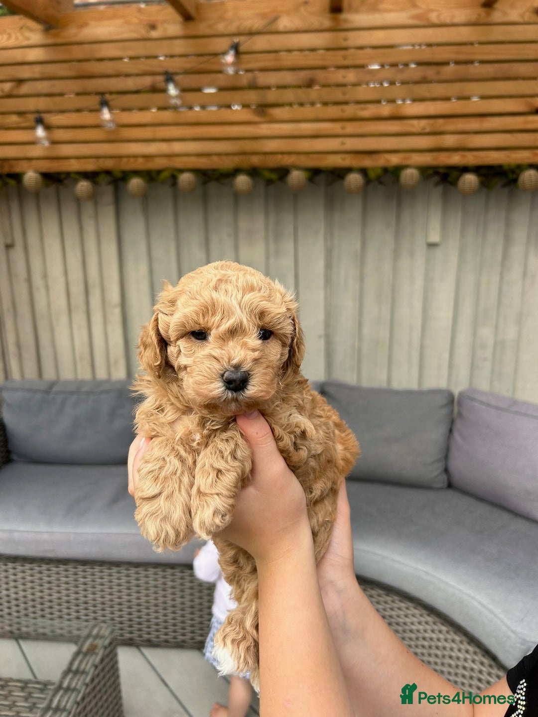 Cavapoochon dogs for sale: 5* Gorgeous F1b Cavapoochons - Image 16