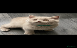 British Shorthair cats for sale: GCCF REG HEALTH TESTED KTTENS AVAILABLE 🥰 - Image 18