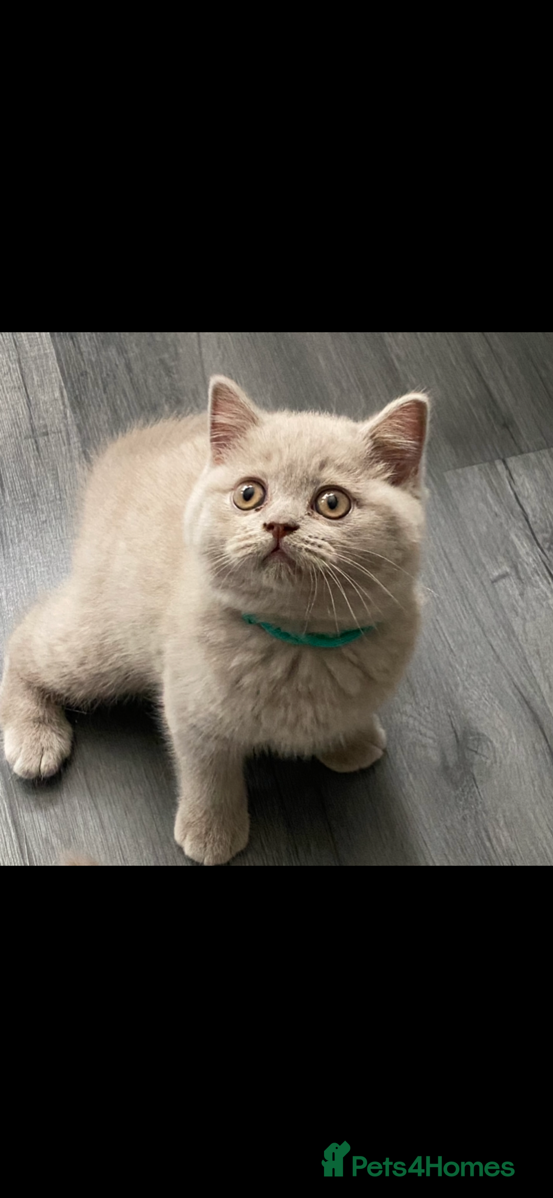 British Shorthair cats for sale: GCCF REG HEALTH TESTED KTTENS AVAILABLE 🥰 - Image 18