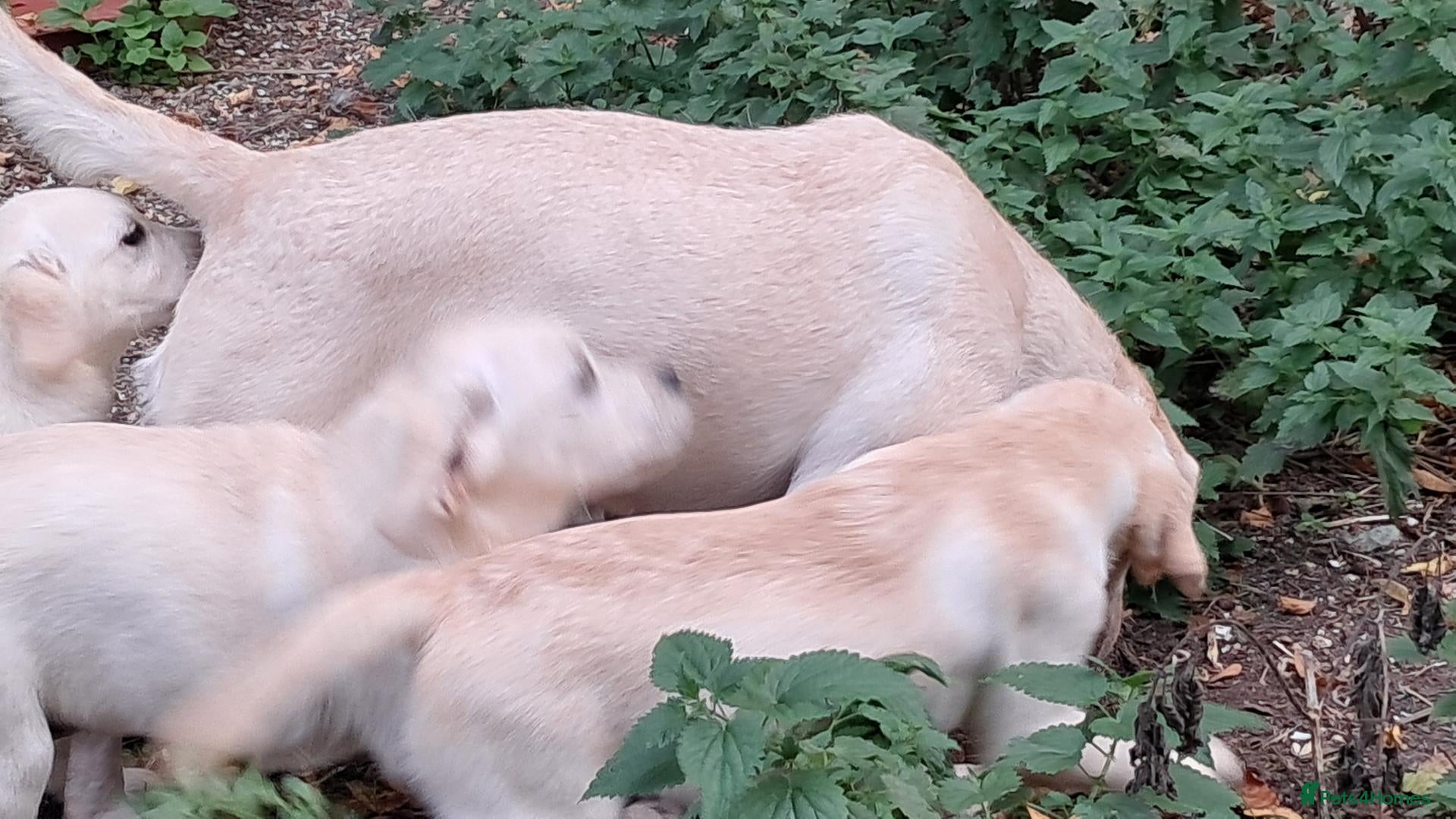 Labrador Retriever dogs KC reg, robust Labrador puppies. Fully inocs. - Advert 2