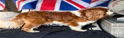 Cavalier King Charles Spaniel dogs for stud: KC Reg Health Tested Excellent Pedigrees for STUD in Nottingham - Advert 6