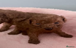 Toy Poodle dogs for sale: Toy Poodle - Advert 15